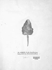 Uredo cruciferarum image
